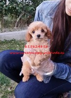 Caniche Macho 5257